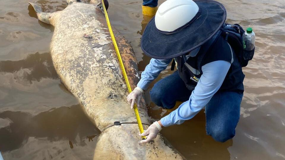 'Huele a petróleo': alerta en Barrancabermeja por aparición de otros dos manatíes muertos en ciénaga de San Silvestre, la más importante del puerto