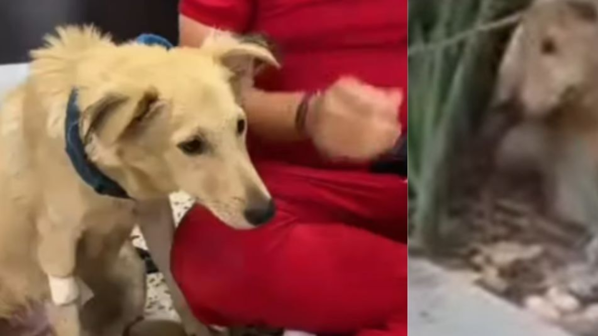 Denuncian brutal caso de maltrato animal: perrito fue lanzado desde un vehículo en movimiento y luego atropellado en la vía Soledad - Malambo
