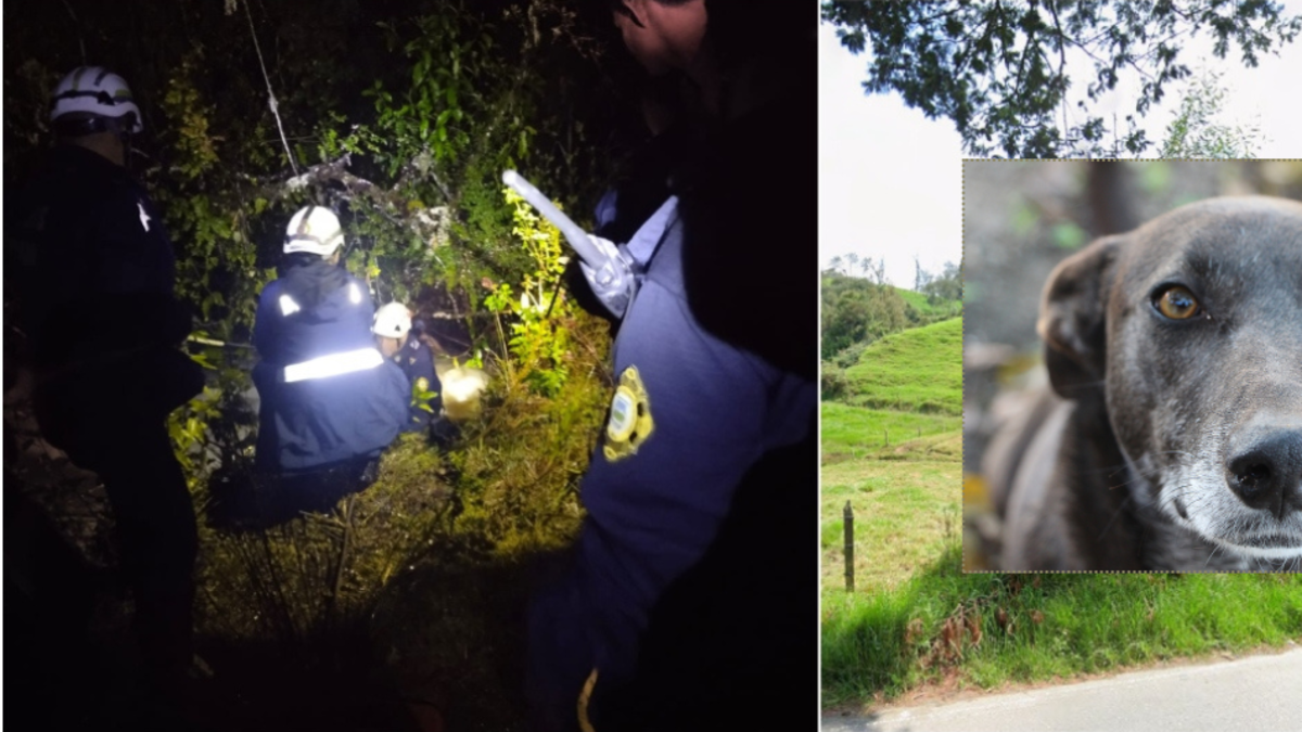 Joven de 14 años murió ahogado al lanzarse a una quebrada para salvar a su perro en Caldas: el cachorro sobrevivió y corrió tras el cuerpo del menor