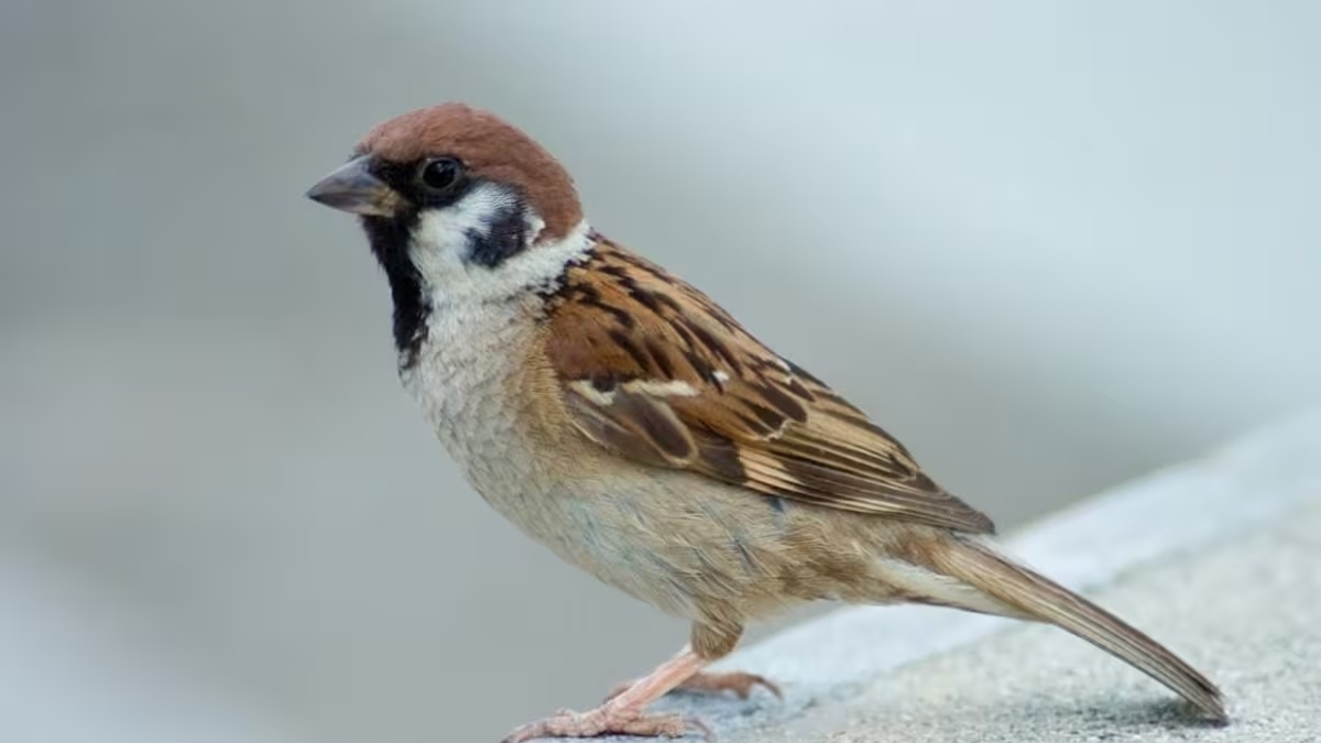 Qué significa que un gorrión decida hacer un nido en tu casa