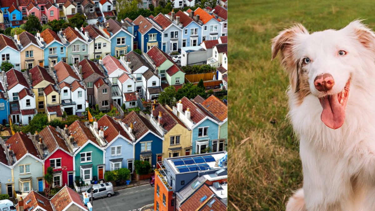 Ofrecen cerca de 290 millones de pesos colombianos al año y casa en Reino Unido por cuidar a un perro