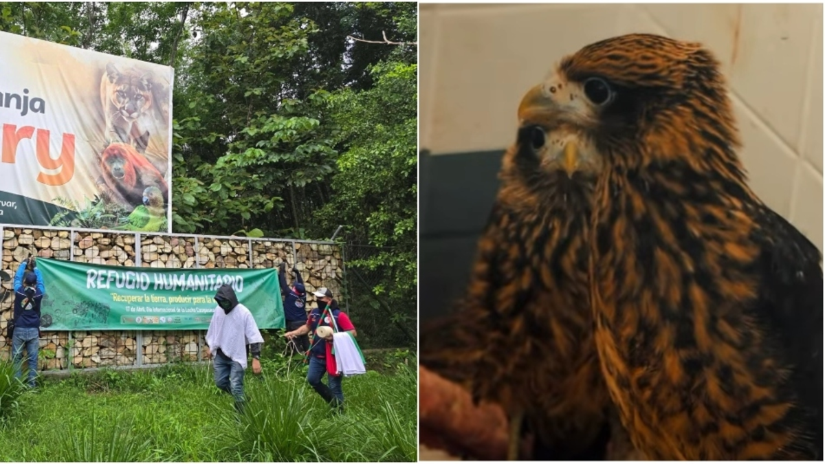 Indígenas se toman un importante hogar de fauna de Yopal y mueren dos aves silvestres: denuncian caos y riesgo para animales rescatados en Casanare