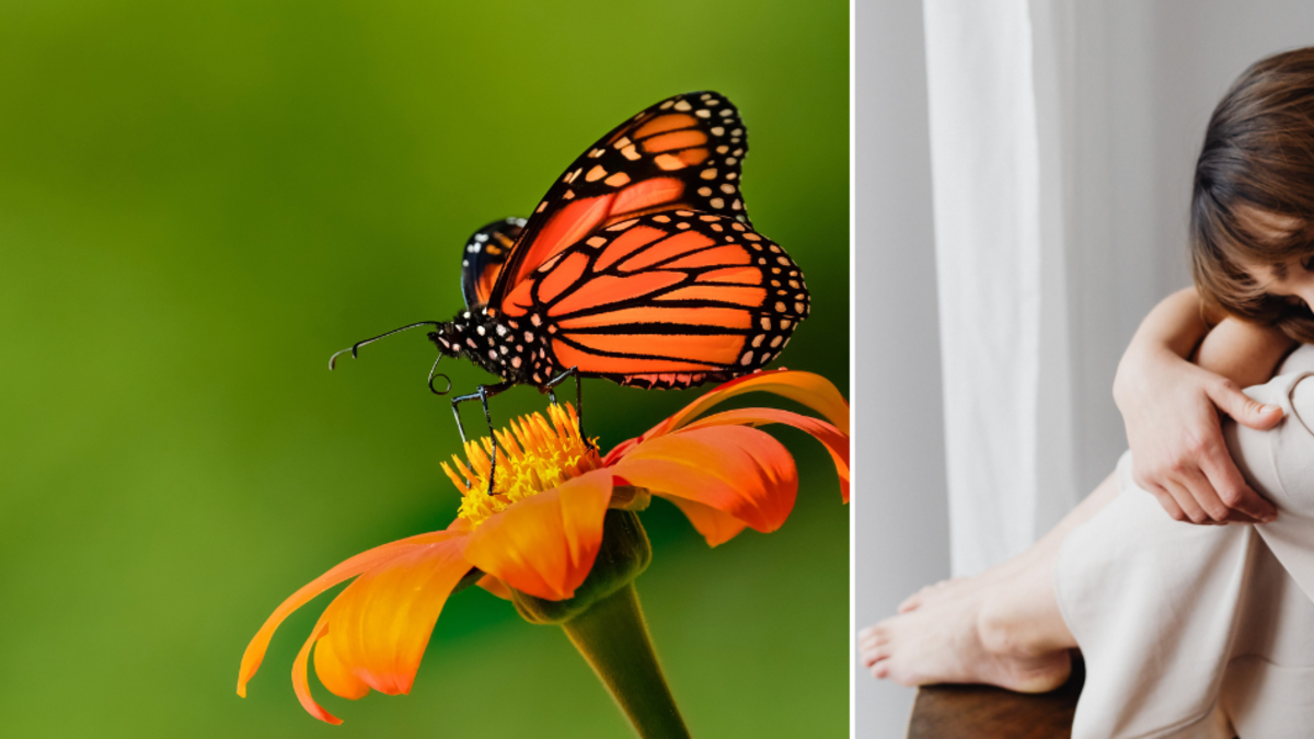¿Qué significa que una mariposa entre a su casa? Entre la ciencia y el simbolismo, según el Feng Shui