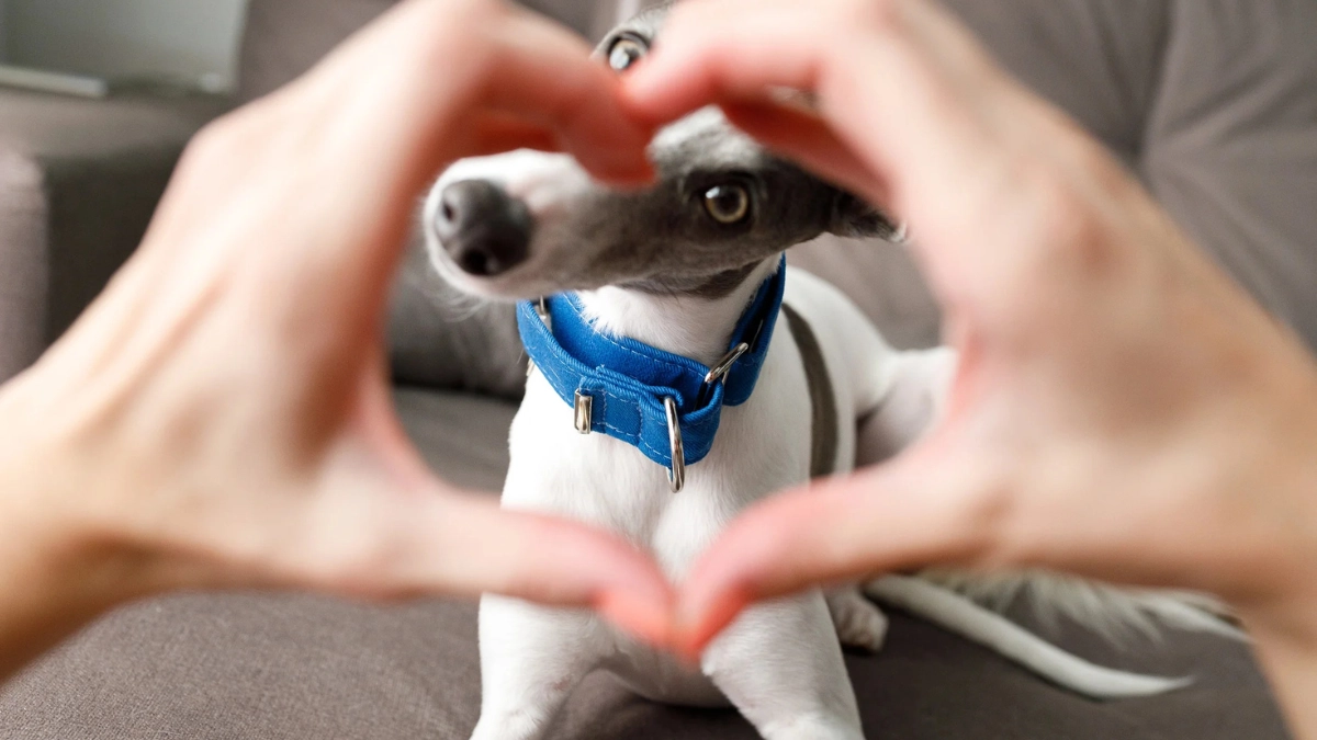 ¿Cómo se dice "te quiero" en lenguaje perruno? Señales caninas para demostrar afecto y fortalecer el vínculo