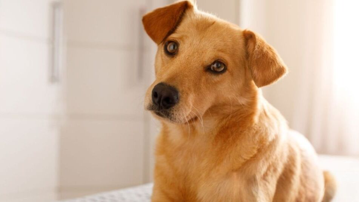 Perro caramelo: ¿cuál es el origen, características y por qué es tan común en Latinoamérica?