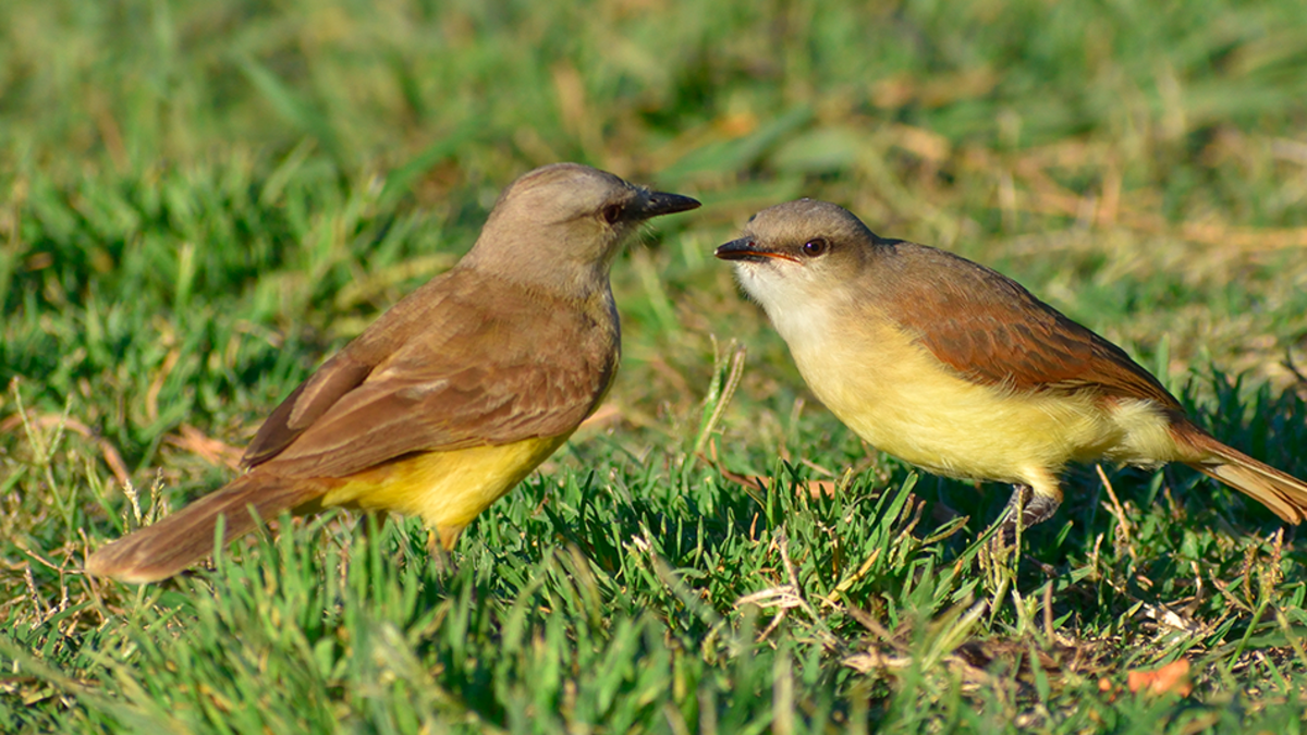 Escuchar pájaros cantando todo el día cerca de su casa: qué significa según expertos