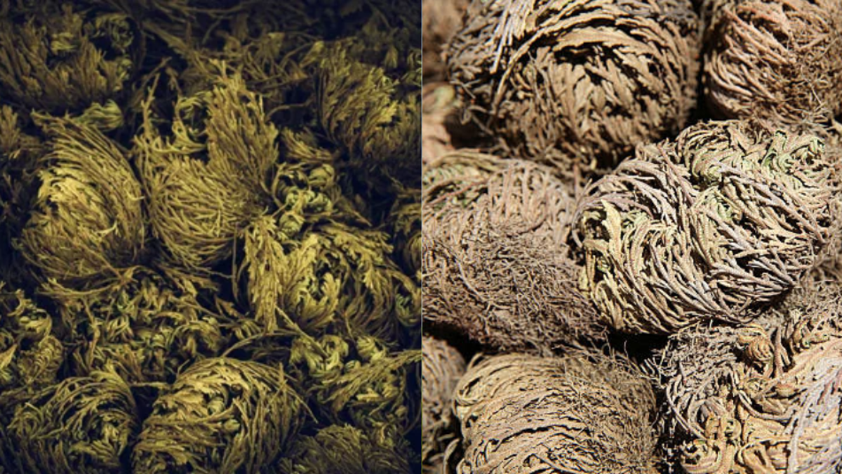 Esa planta 'finge' estar muerta: puede durar hasta 15 años seca sin agua, para revivir con su color verde intenso