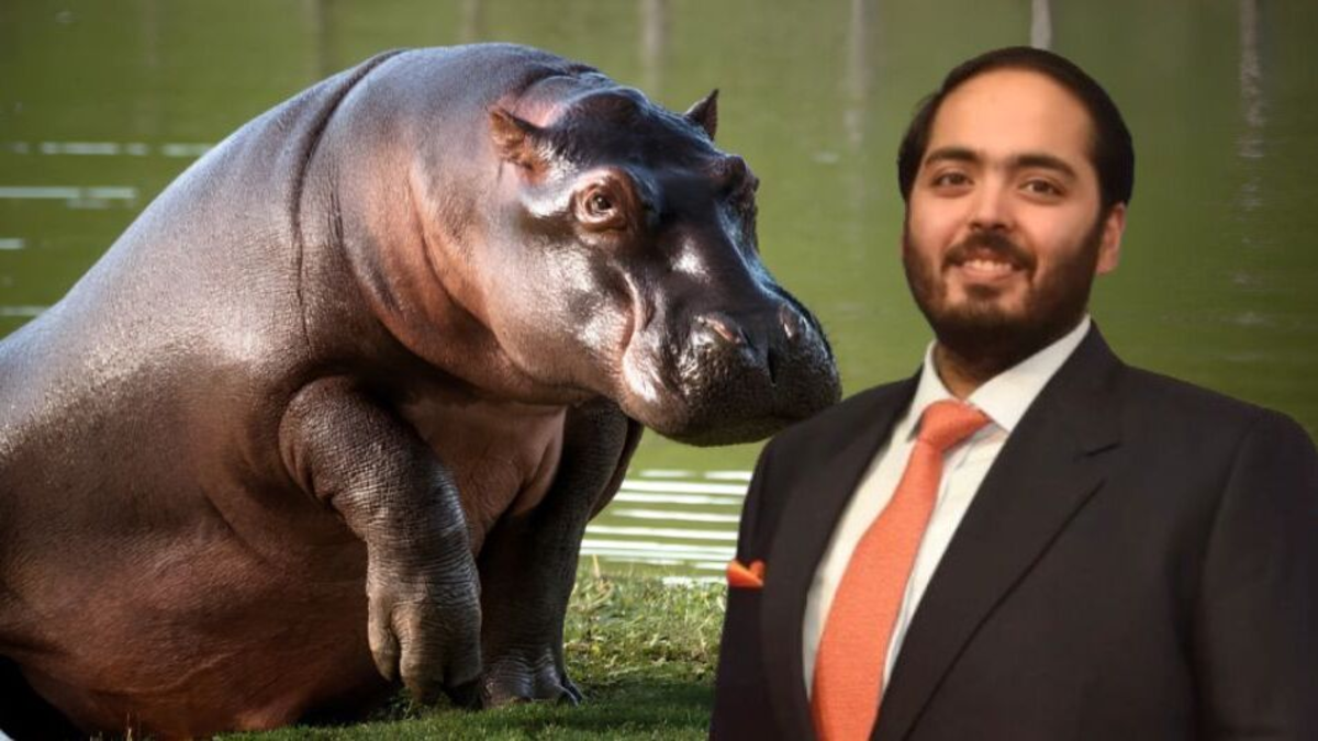 ¿Quién es Anant Ambani, el multimillonario de la India que se ofreció a llevarse 80 hipopótamos de Pablo Escobar para evitar la eutanasia en Colombia?
