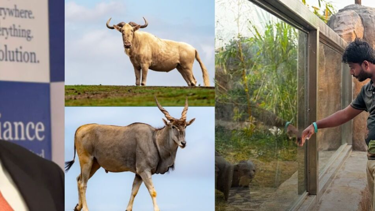 Así es el centro de conservación Vantara en India, al que Anant Ambani propone trasladar 80 hipopótamos de Pablo Escobar para evitar su eutanasia