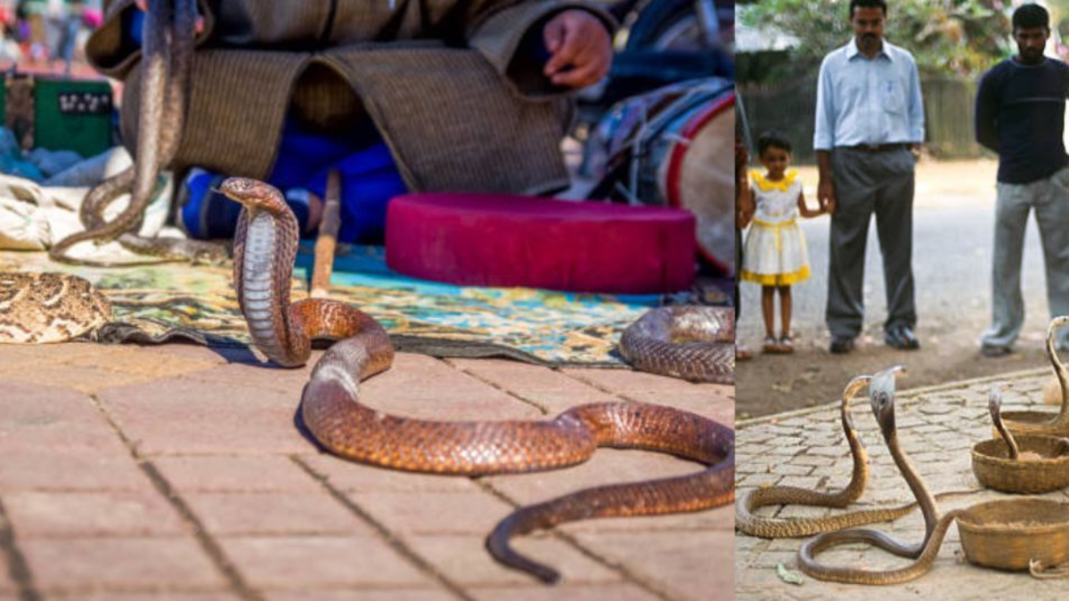 Turista perdió la vida tras la mordedura de una serpiente que se introdujo en su ropa durante un show en vivo en Egipto: 'Necesitó reanimación'