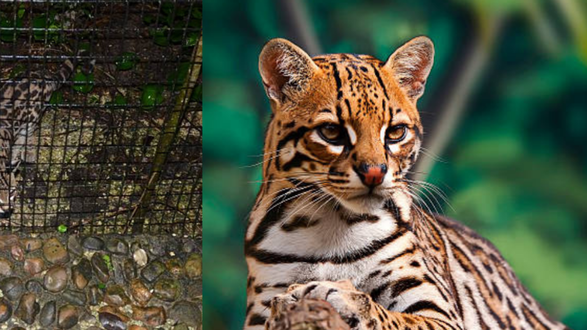 Rescatan ocelotes que eran vendidos en redes sociales desde una vivienda en Jamundí: Fiscalía investiga una red de tráfico