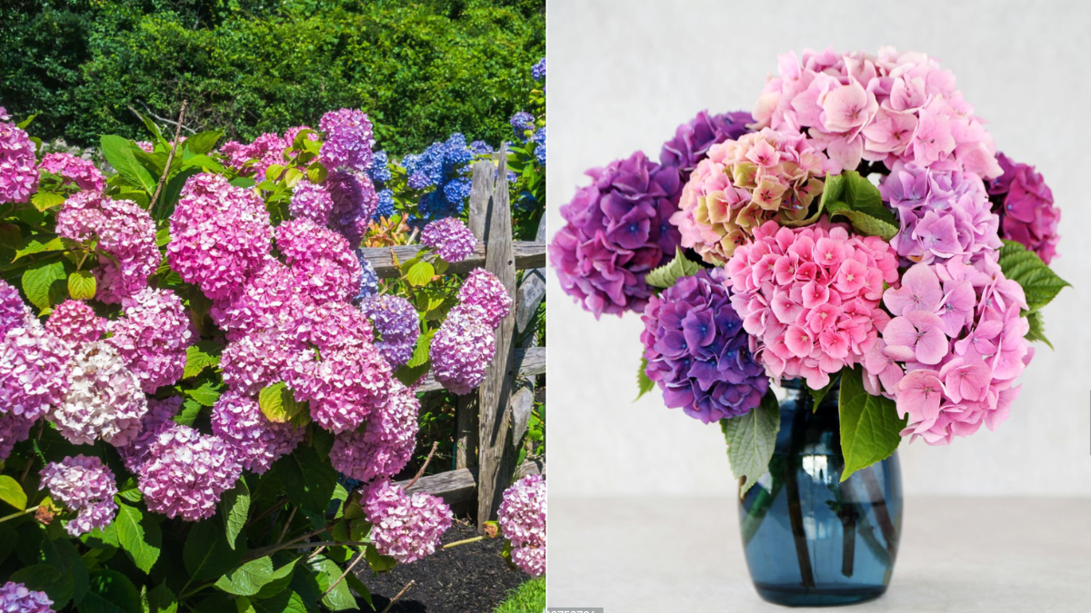 ¿Cómo propagar una hortensia en casa? Cinco pasos clave para lograrlo y errores comunes que deben evitarse