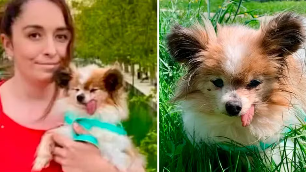 'Lazare', el perro más viejo del mundo, encuentra una segunda oportunidad en Francia después de perder a su dueño y conmueve con su historia