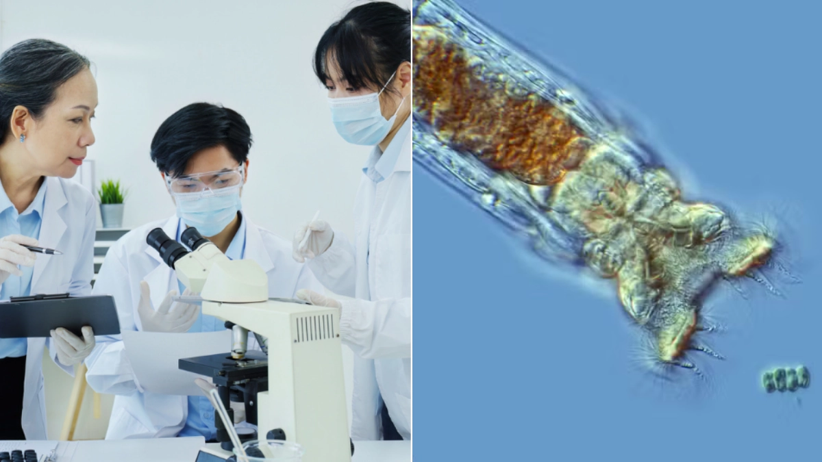 Este microanimal sobrevivió 24.000 años congelado en Siberia: soportó frío extremo, sequías y redefinió los límites de la supervivencia