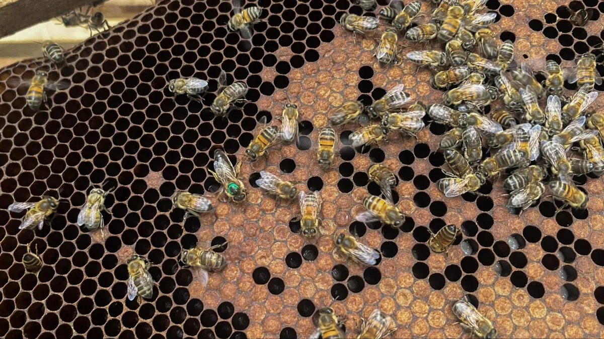 Colombia registra 738 especies de abejas, pero el inventario científico estima que hay más de 1.000