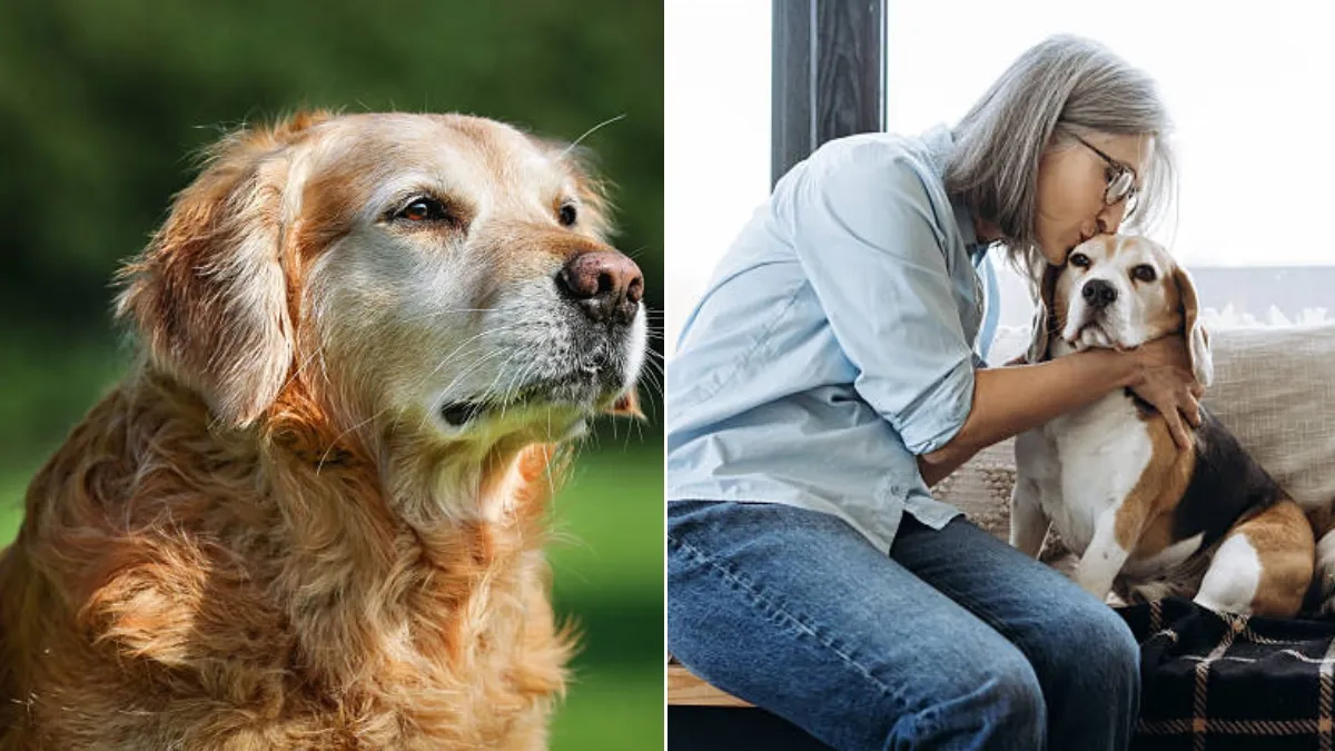 Señales del alzheimer canino y cómo identificarlo a tiempo en mascotas mayores