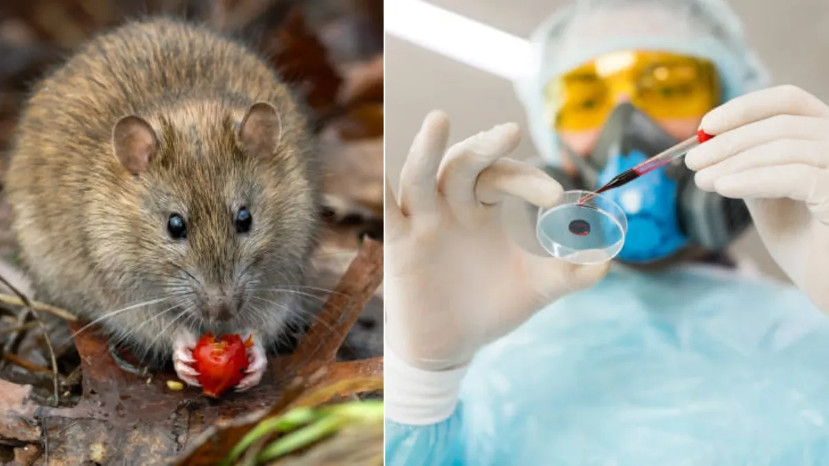 Moderna realiza investigaciones sobre una vacuna contra el hantavirus en coordinación con el Instituto de Investigación Médica del Ejército de EE. UU.
