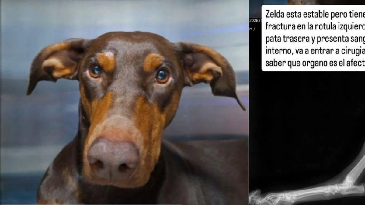 Denuncian atropello de perrita dóberman en el norte de Bogotá: los dueños de la mascota buscan a conductor de la camioneta