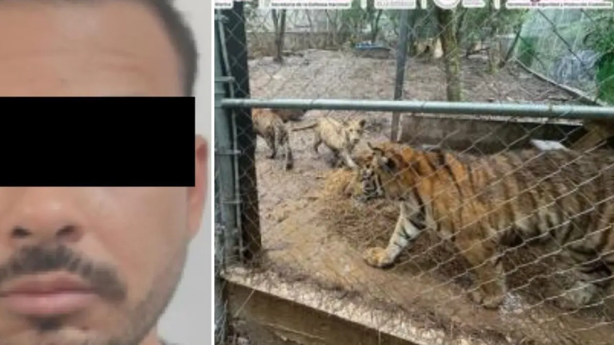 Las excentricidades que le encontraron a peligroso capo del Cártel del Noroeste en México: guardaba siete tigres bajo llave