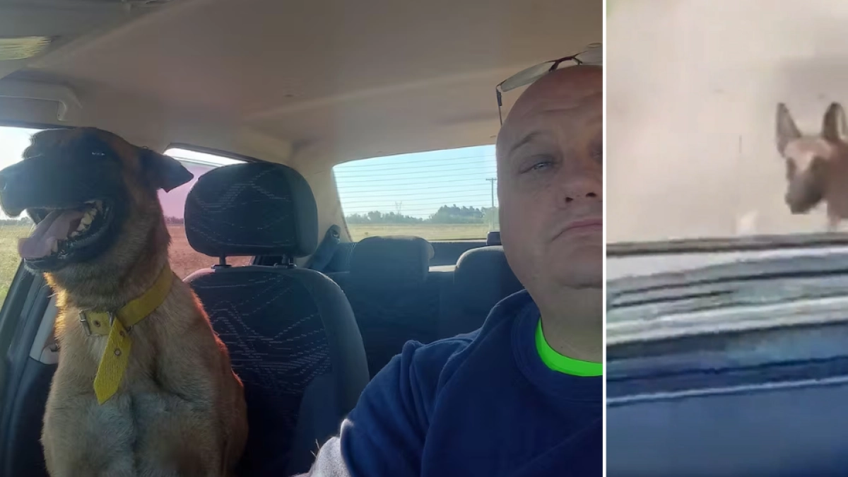 Video | La emotiva reacción de un hombre que dio por perdido a su perrito y en un recorrido inesperado lo encontró tras días de búsqueda: 'Mi bebé'