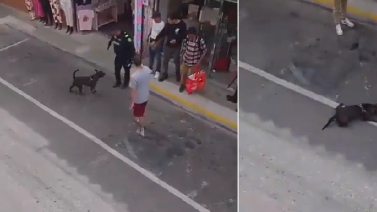 Policía se pronunció sobre caso de uniformado que mató de un disparo a perro durante procedimiento en Rionegro, Antioquia: dio versión sobre el ataque