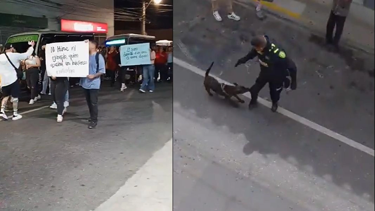 Justicia por 'Tigre', el perro que mató un policía de un disparo en Antioquia: en Rionegro realizaron velatón y protesta contra el maltrato animal