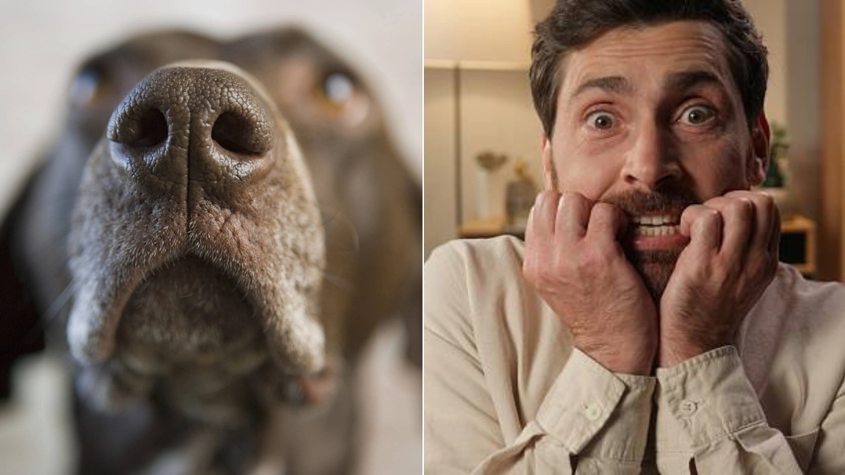 ¿Los perros pueden oler el miedo en los humanos? Esto dice la ciencia sobre su increíble olfato