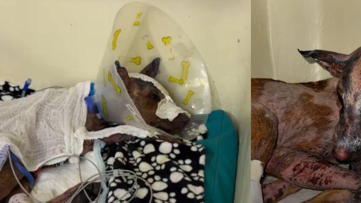 Perrito quedó ciego luego de ser víctima de un cruel ataque con sustancia corrosiva: la comunidad exige justicia a las autoridades en Atlántico