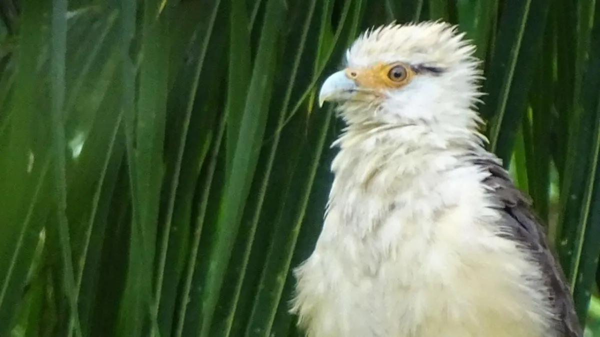 Colombia se ratifica como el país con el mayor número de especies de aves registradas en todo el mundo