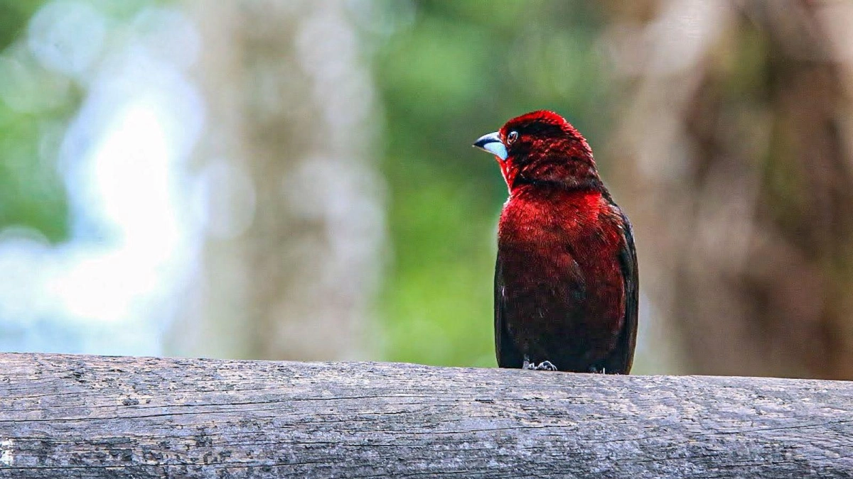 Meta lideró el Global Big Day 2026: con 714 especies, se consolidó con Caño Cristales y el Cañón del Río Güéjar como destino de avistamiento de aves