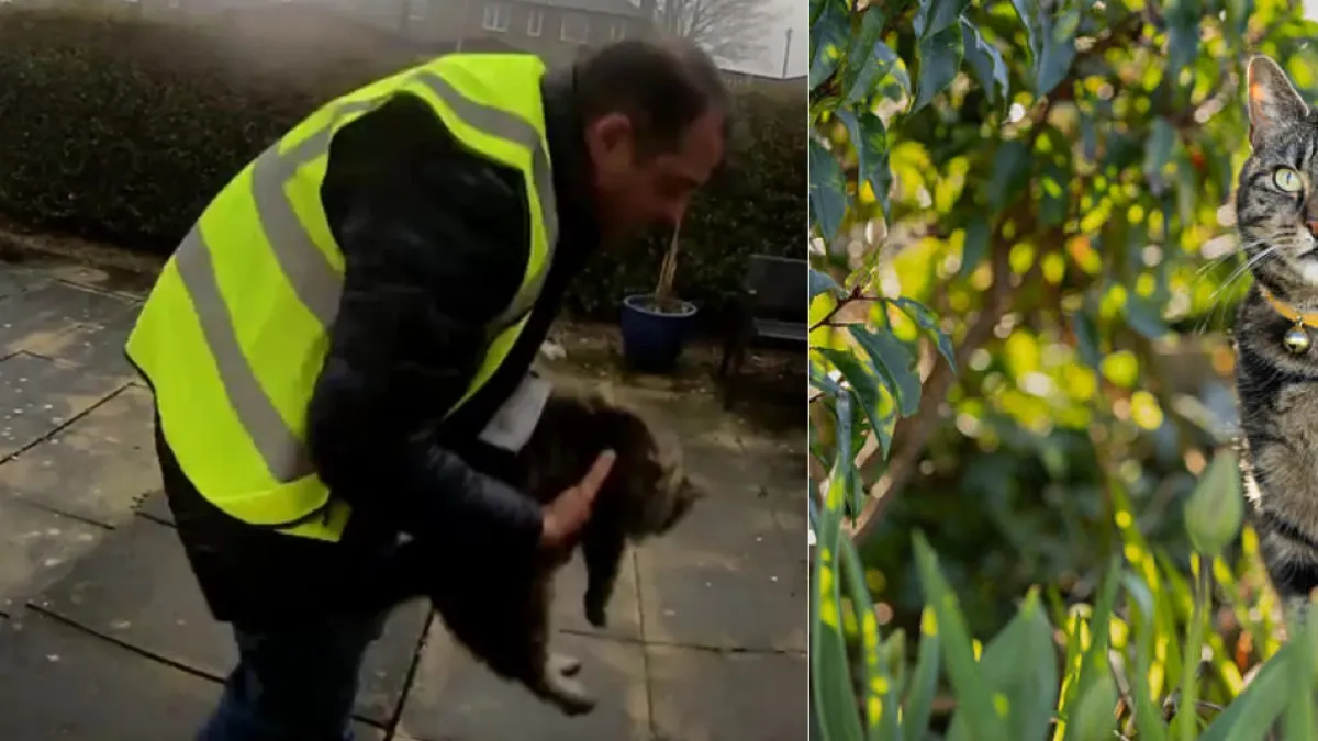 En cámaras de seguridad quedó registrado el momento en el que un gato fue robado por un repartidor de Amazon en Inglaterra: 'Hola, tengo a tu gato'
