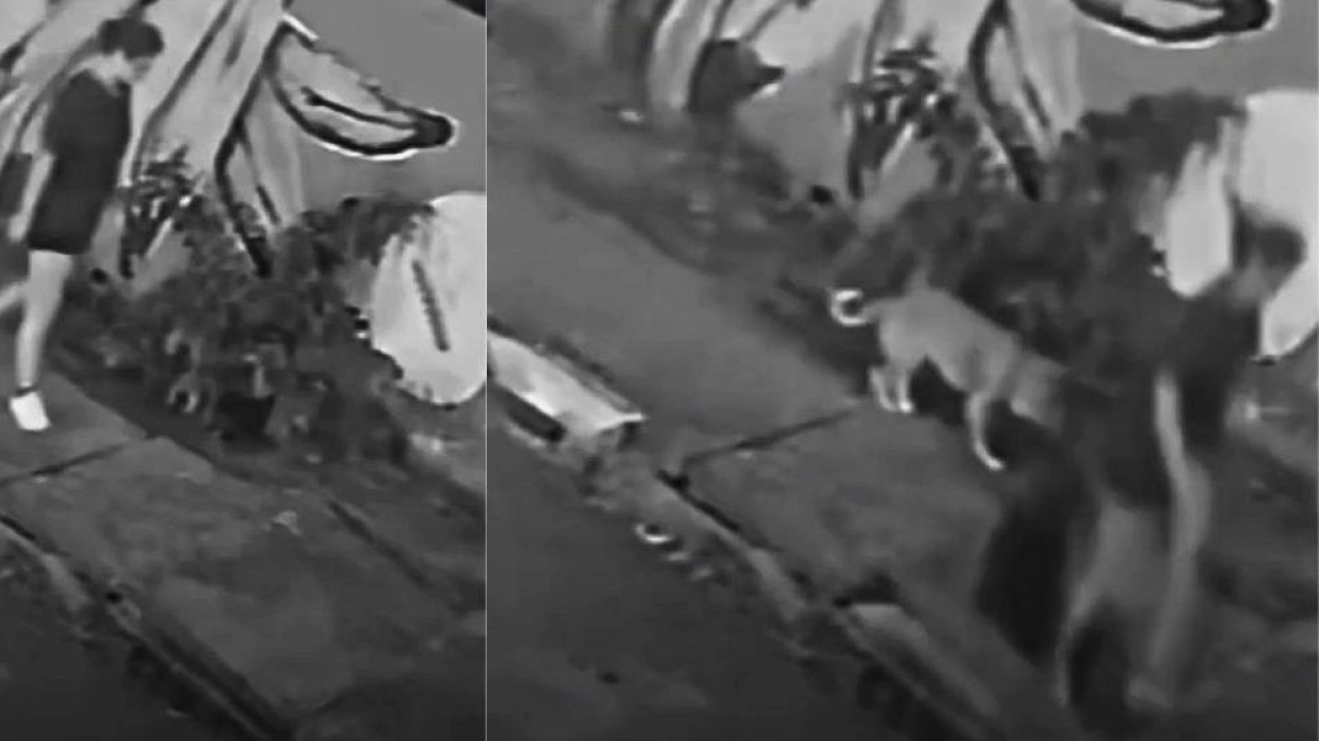 En video quedó registrado el momento cuando una mujer cayó en una alcantarilla en Brasil: el hecho ocurrió mientras paseaba a su perro