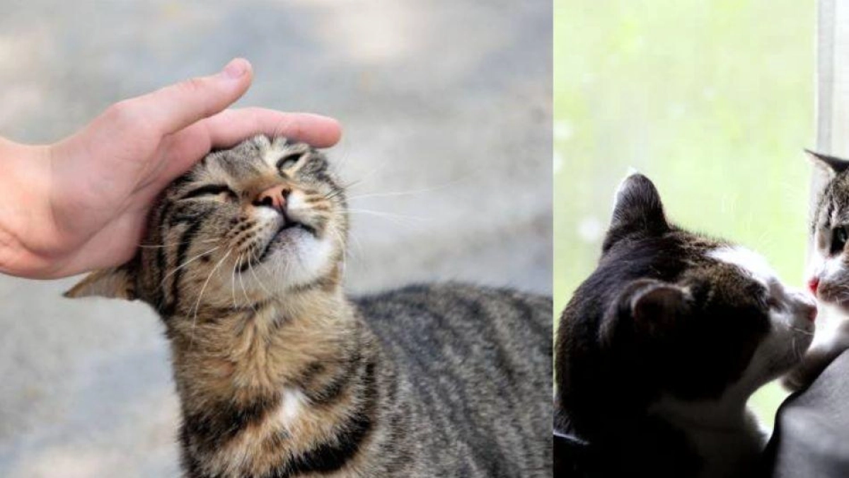 Comportamiento de gatos: qué hacer si su mascota está celosa por otro felino en casa