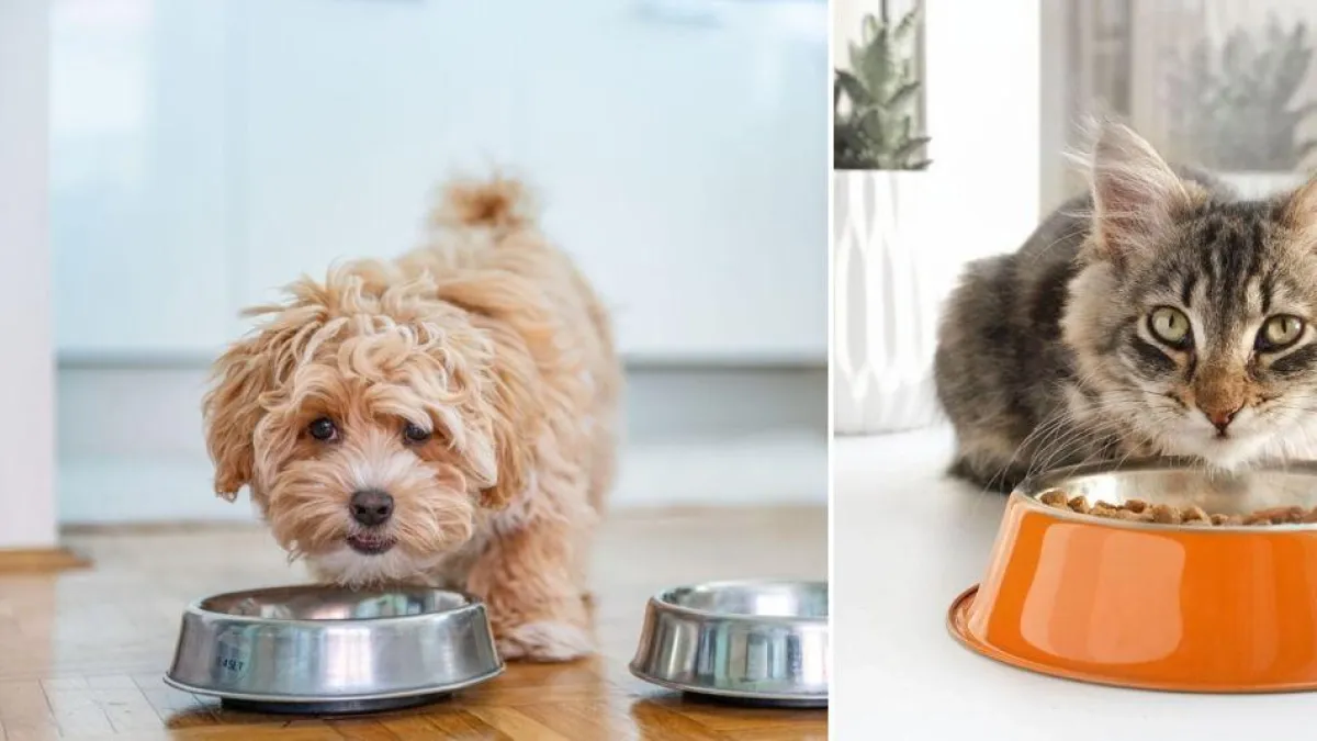 Cada cuánto lavar el plato de su mascota: frecuencia, higiene y cómo desinfectarlo correctamente