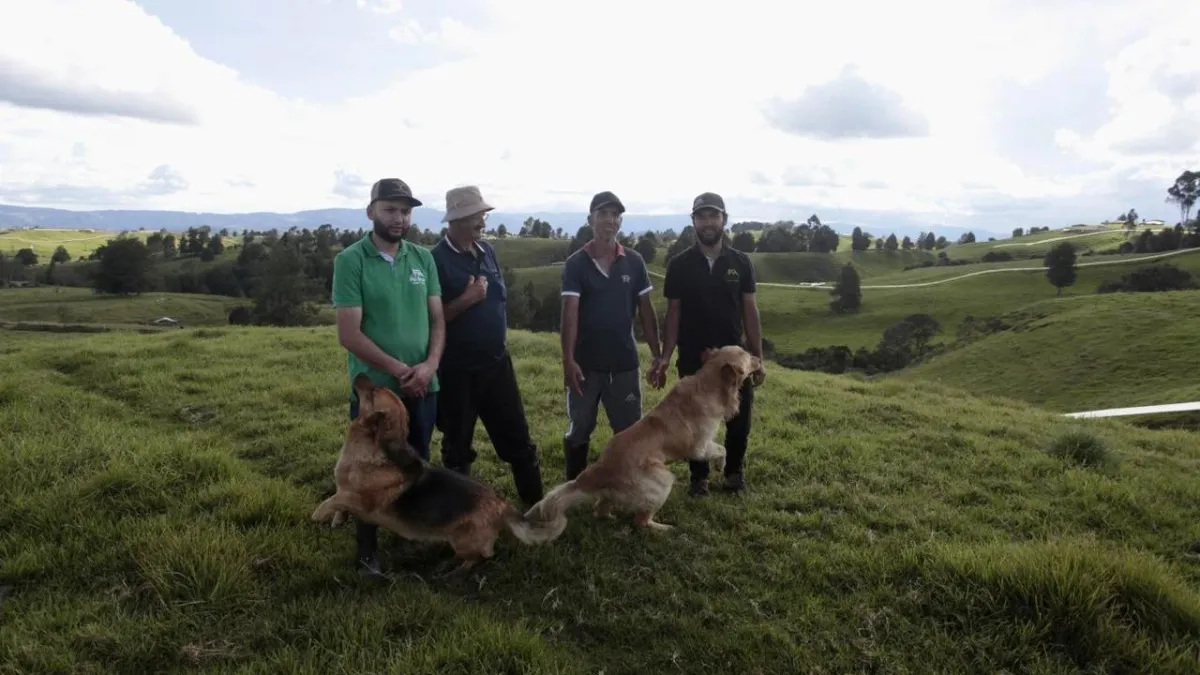 'Yo fumigaba con veneno': la familia que logró cambiar la ganadería con cerdos 'promiscuos', vacas en libertad, kéfir, yogures y quesos en Antioquia