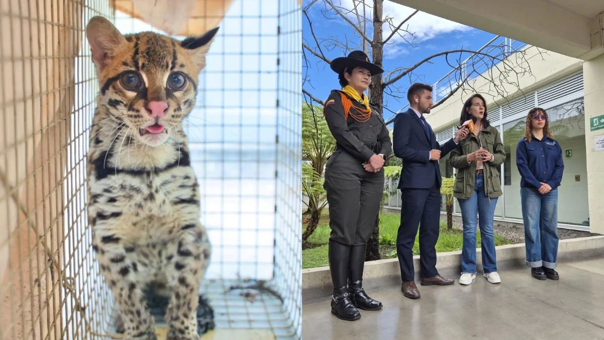 Un tigrillo fue rescatado de un jardín infantil en la localidad de Suba en Bogotá: el felino habría sido víctima de tráfico ilegal de fauna silvestre