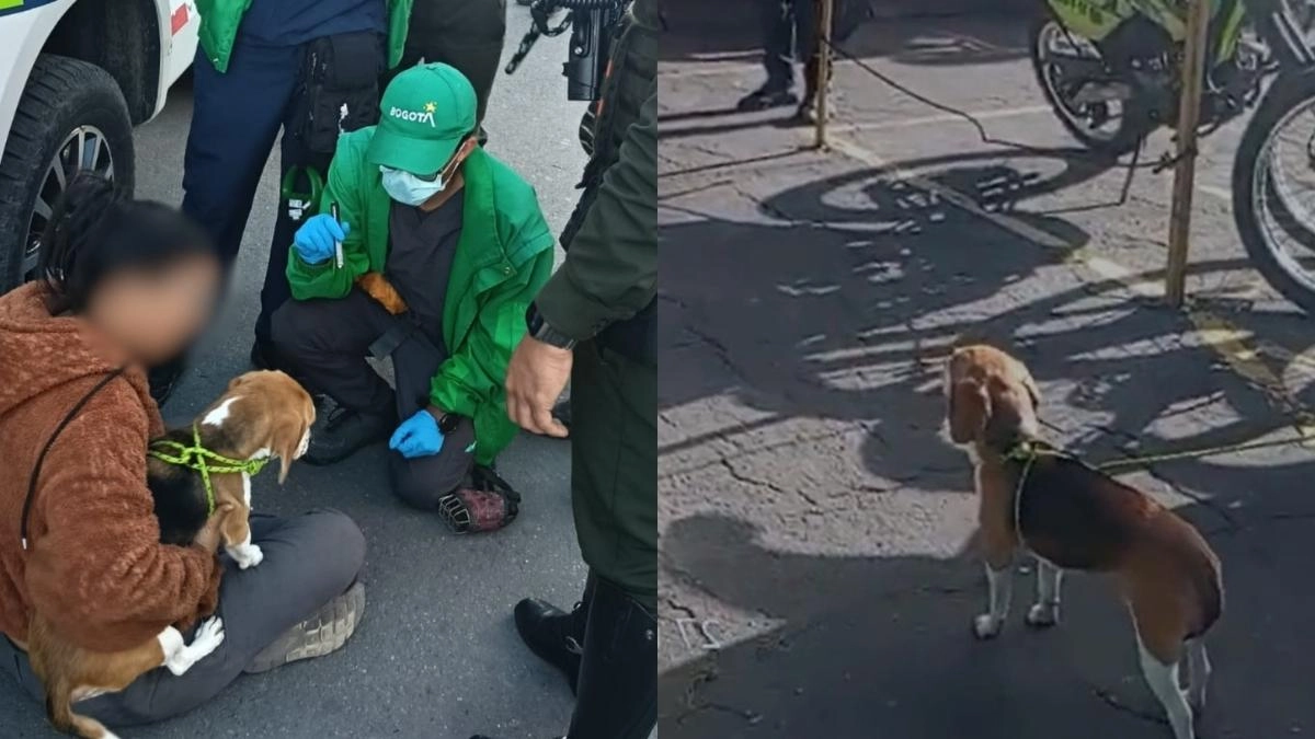Kira, la perrita Beagle que fue rescatada tras video que mostraba violento maltrato por parte de un hombre: esto se sabe del caso en Bogotá