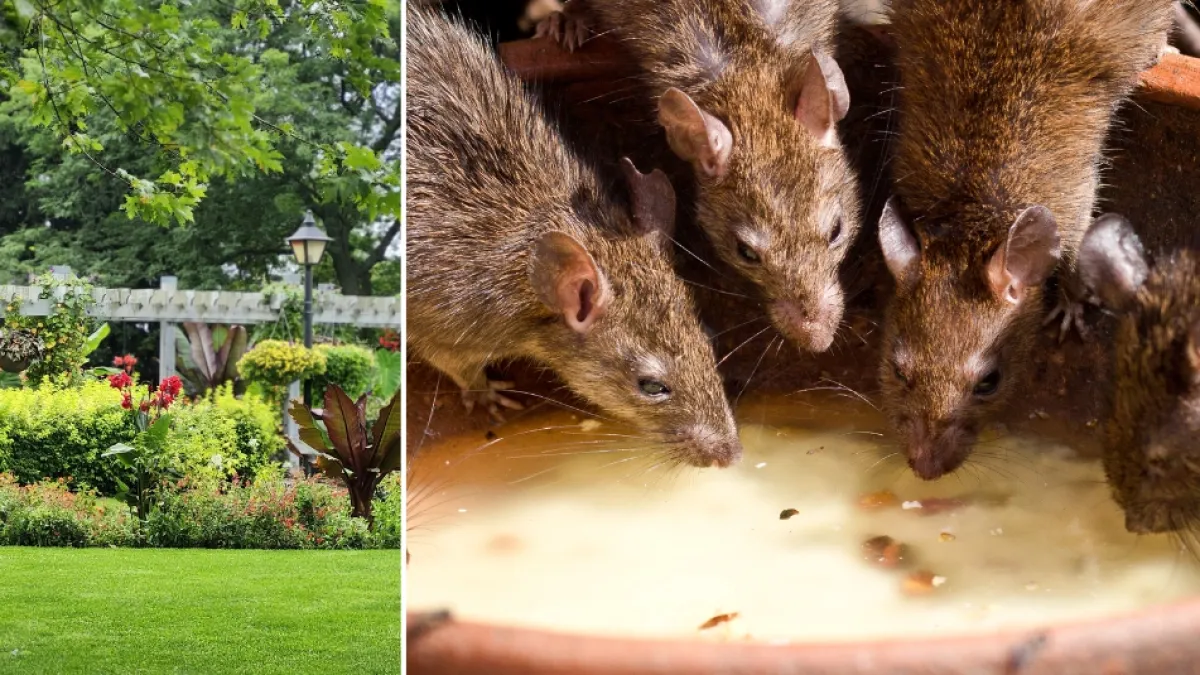 Ni veneno ni trampas: cómo ahuyentar ratas del jardín de forma natural con plantas y remedios caseros