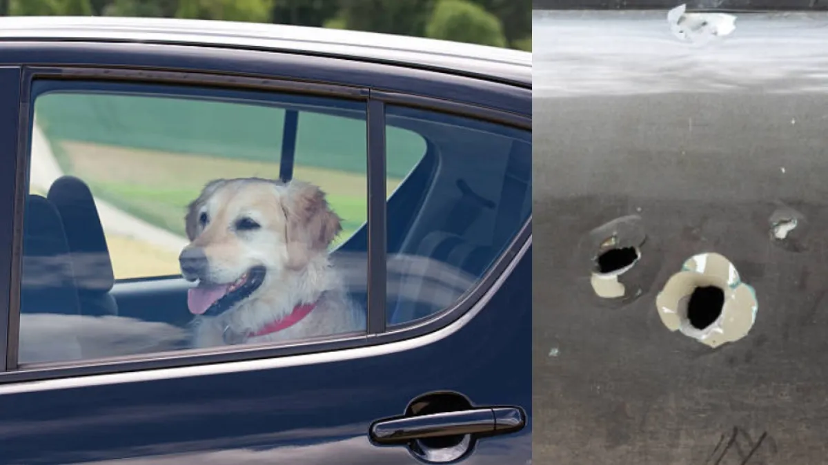 Por error, un perro disparó contra una mujer en Estados Unidos
