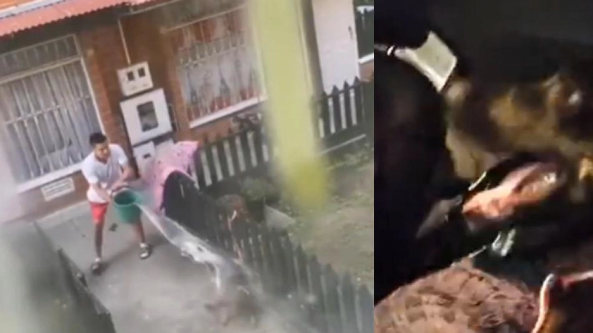 Rescatan a perrita que era víctima de maltrato en Bosa: los vecinos de la zona dicen que sus dueños la golpeaban a diario