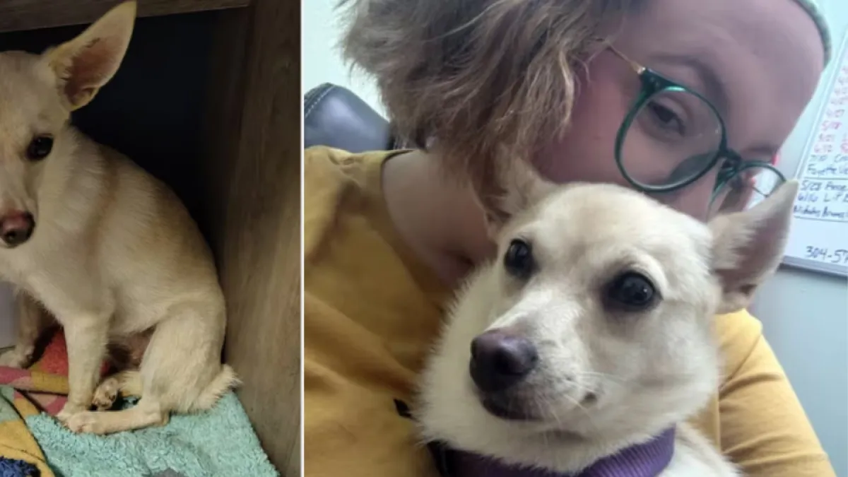 Perrita fue rescatada de un refugio y luego de llegar a su nueva casa fue regresada: 'Se escapó y no quisieron buscarla'