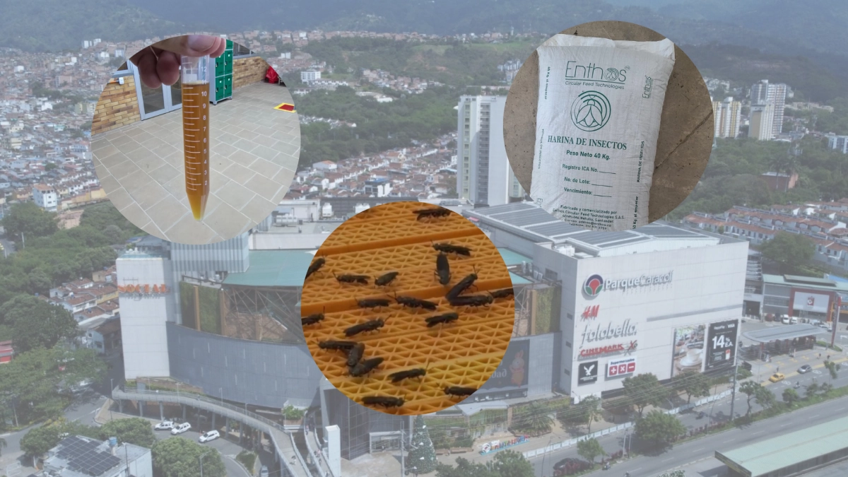 En Floridablanca está el primer centro comercial de Colombia con un modelo de bioconversión de residuos para convertirlos en aceite, harina y abono