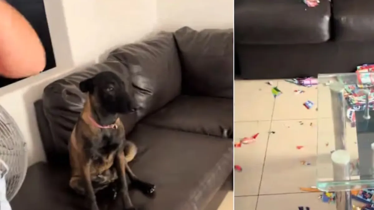 Perrito se vuelve viral tras destrozar el álbum Panini del Mundial 2026 de su dueño: 'Cristiano Ronaldo y Messi destruidos'
