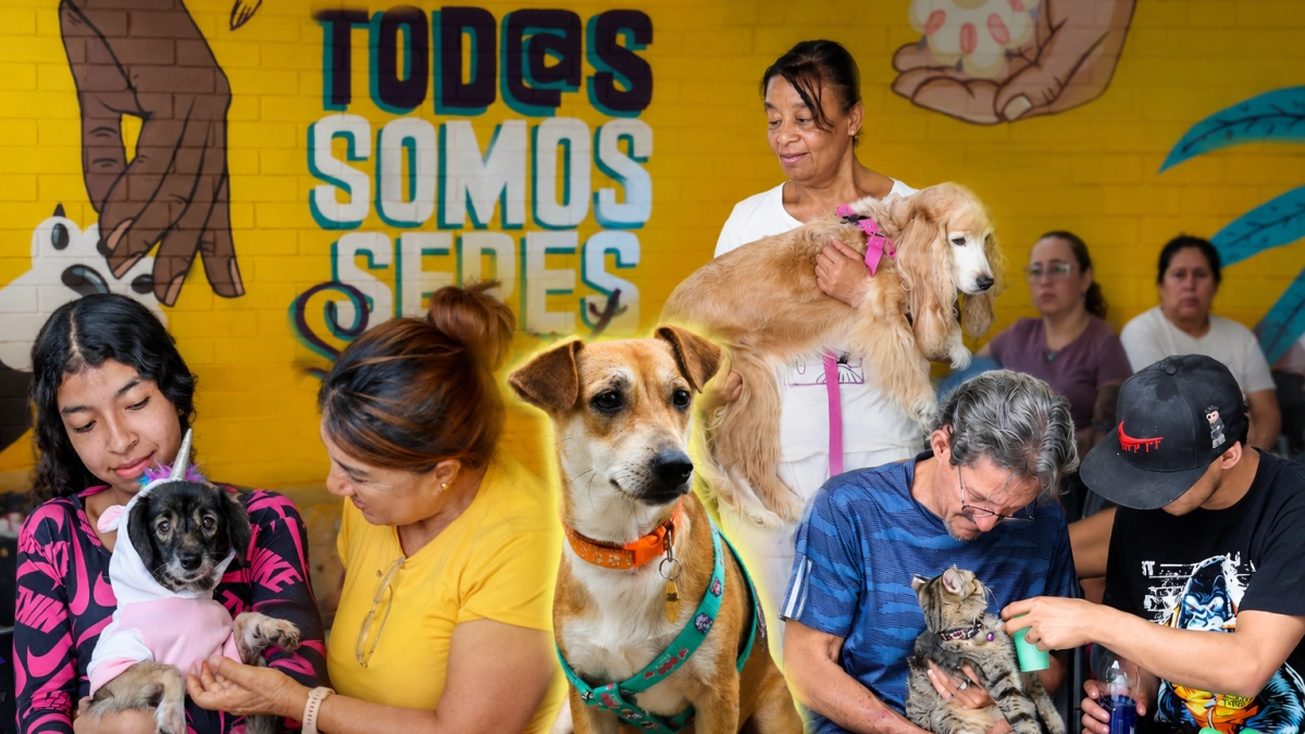 Cali faces pet abandonment crisis with over 400 animals left homeless in 2026