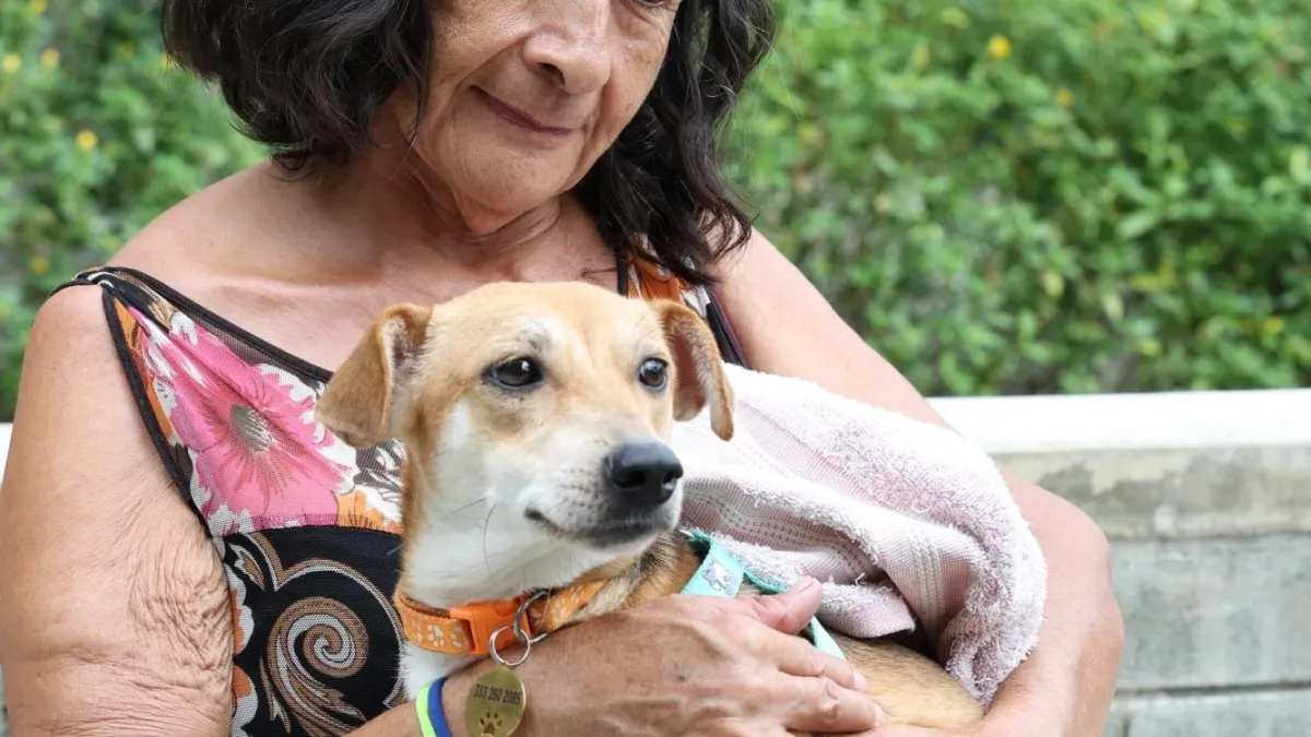 Huellas de resiliencia: el Centro de Bienestar Animal busca a los dueños de 70 mascotas rescatadas tras el terremoto en Cali