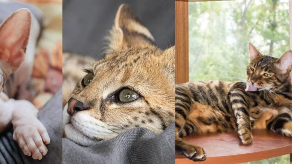 Las razas de gatos más exclusivas y caras del mundo en 2026: precios, características y advertencias que debe conocer antes de comprar