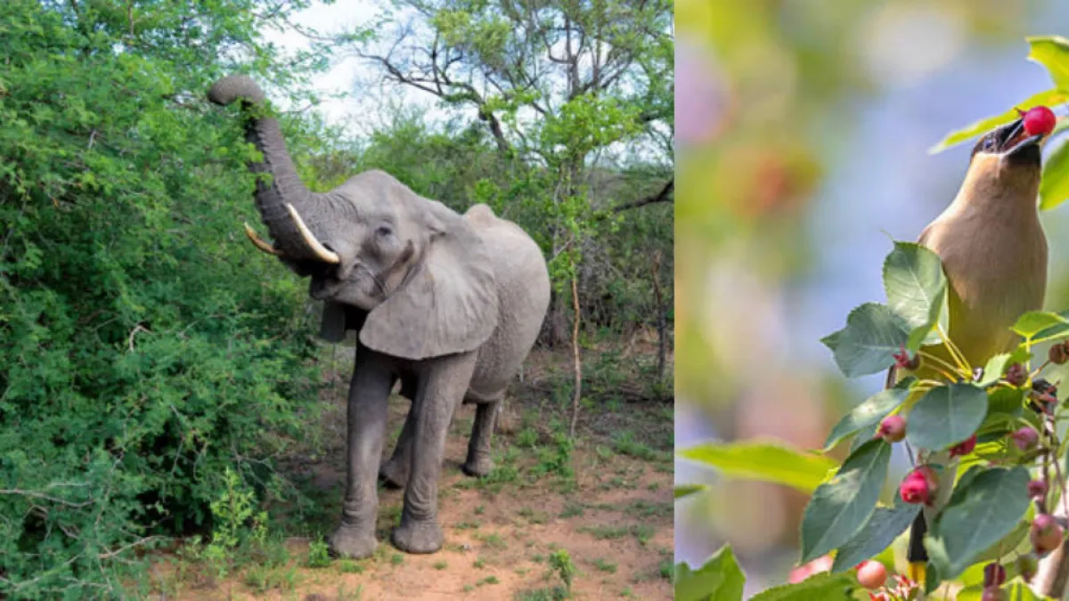 ¿Se 'emborrachan' los animales salvajes? Elefantes, renos y aves que se intoxican en la naturaleza