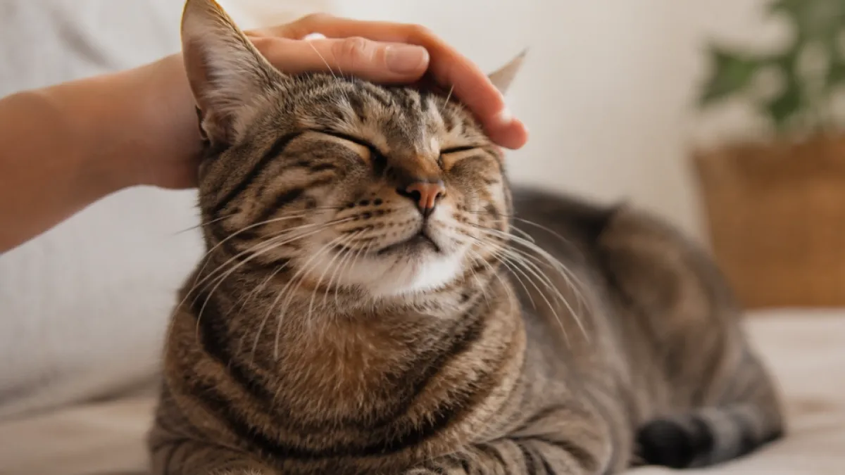 ¿Siempre acaricia a los gatos? El efecto que tiene en las hormonas relacionadas con el estrés y el bienestar
