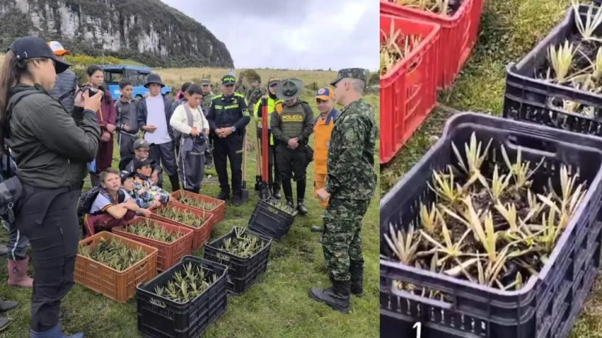 Siembran 1.000 frailejones en el Parque Nacional Los Nevados, en Murillo, Tolima, durnate jornada ambiental