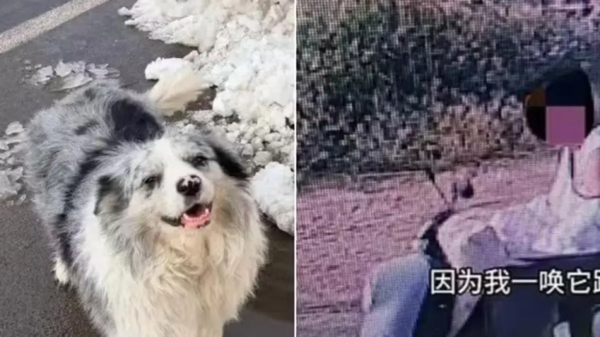 Indignación en China por la muerte de ‘Chutou’, perrito 'influencer' que fue robado por dos hombres y vendido a un restaurante para consumo